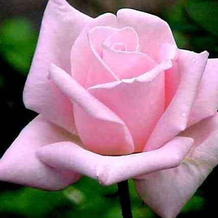 Buy the Elegant and Majestic Rosa Royal Highness Plant Today — Mahindra ...
