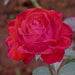 Rosa shrewsbury show,Rose Shrewsbury Show - Kadiyam Nursery