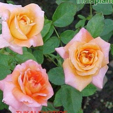 Rosa soaring wings,Rose Soaring Wings - Kadiyam Nursery