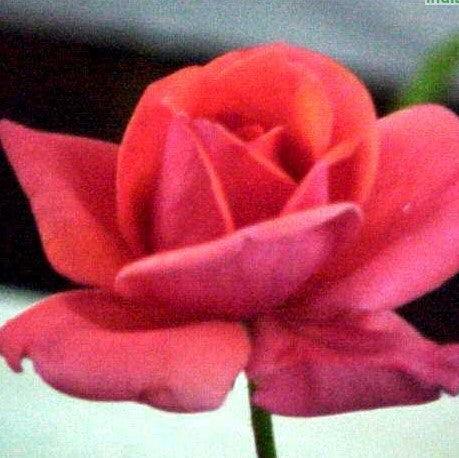 Rosa soraya,Rose Soraya - Kadiyam Nursery