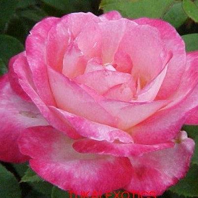 Rosa starion,Rose Starion - Kadiyam Nursery