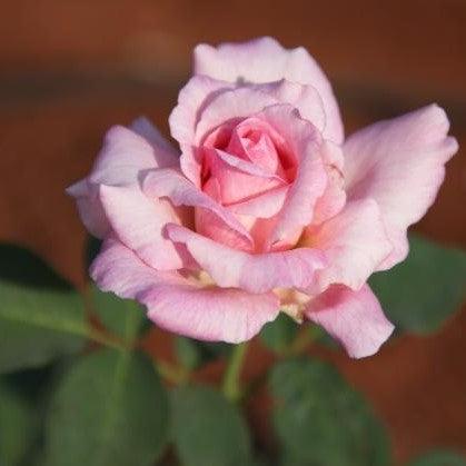 Rosa supriya,Rose Supriya - Kadiyam Nursery