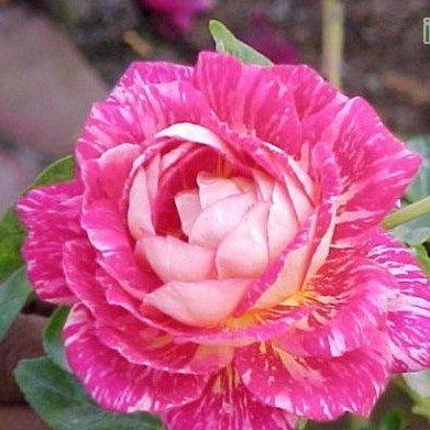 Rosa tata centenary,Rose Tata Centenary - Kadiyam Nursery