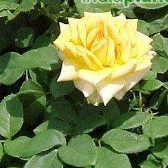 Rosa the observer,Rose The Observer - Kadiyam Nursery