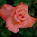 Rosa touch of class,Rose Touch Of Class - Kadiyam Nursery