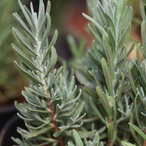 Rosmarinus officinalis,Rosemary - Kadiyam Nursery