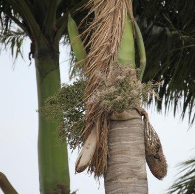 Roystonea oleracea,South American Royal Palm, Feathery Cabbage Palm - Kadiyam Nursery