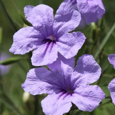 Ruellia brittoniana,Desert Petunia, Florida Bluebells, Mexican Petunia, Mexican Blue Bells, - Kadiyam Nursery