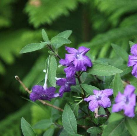 Ruellia squarrosa,Ruellia Purple - Kadiyam Nursery