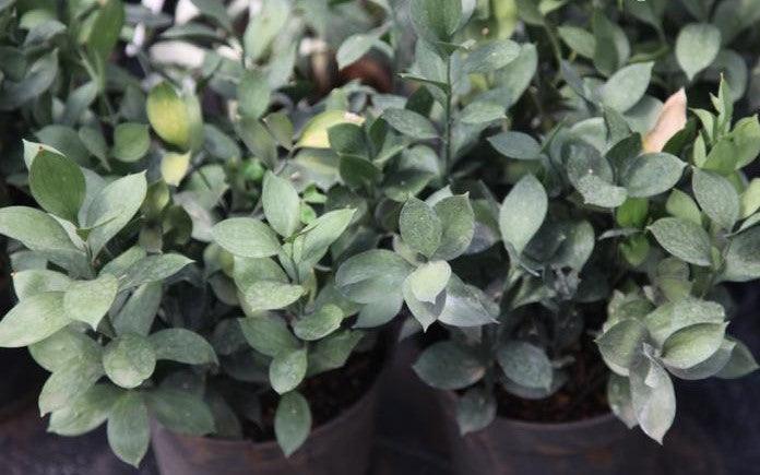 Ruscus hypoglossum,Mouse Thorn, Forever Plant - Kadiyam Nursery