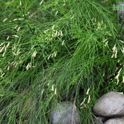 Russelia equisetaefolia flava,Russelia Yellow - Kadiyam Nursery