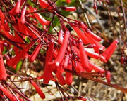Russelia (Red) - Plant - Kadiyam Nursery