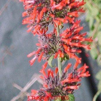 Russelia sarmentosa,Russelia Erect Growing, Coral Blow - Kadiyam Nursery