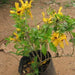 Ruttya speciosa scholesei,Yellow Rabbit Ears, Yellow Bird, Yellow Hummingbird Plant - Kadiyam Nursery