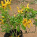 Ruttya speciosa scholesei,Yellow Rabbit Ears, Yellow Bird, Yellow Hummingbird Plant - Kadiyam Nursery