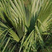 Sabal texana, S. mexicana, S. exul, S. tectona,Sabal Tectona, Rio Grande Palmetto, Texas Palmetto - Kadiyam Nursery