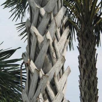 Sabal texana, S. mexicana, S. exul, S. tectona,Sabal Tectona, Rio Grande Palmetto, Texas Palmetto - Kadiyam Nursery