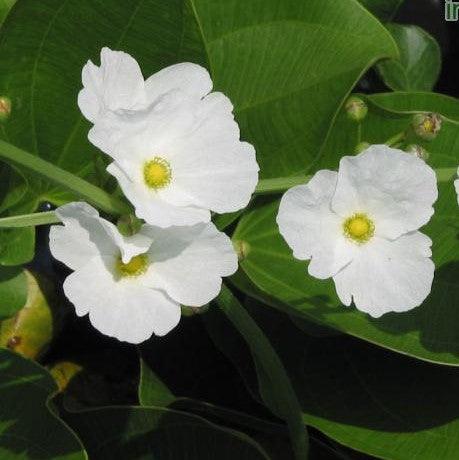 Sagittaria latifolia,White Swan Plant - Kadiyam Nursery