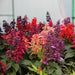 Salvia splendens mix - Kadiyam Nursery