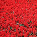 Salvia splendens red - Kadiyam Nursery