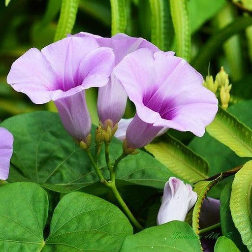 Samudrapala, Argyreia nervosa - Bastantri, Elephant creeper Live plant - Kadiyam Nursery