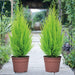 Sand Plane Cypress plant - Kadiyam Nursery