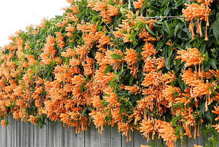 Sankrant Vel, Flame Vine - Plant - Kadiyam Nursery