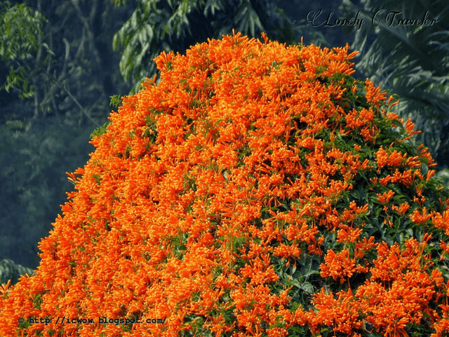 Sankrant Vel, Flame Vine - Plant - Kadiyam Nursery