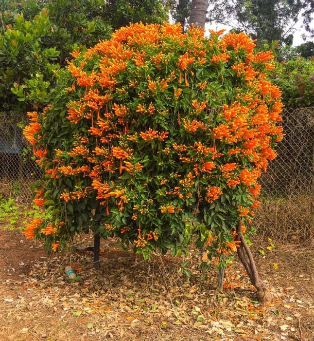 Sankrant Vel, Flame Vine - Plant - Kadiyam Nursery