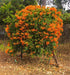 Sankrant Vel, Flame Vine - Plant - Kadiyam Nursery