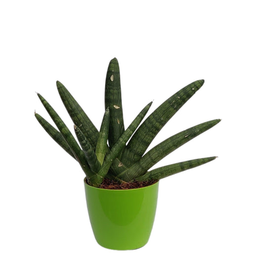 Sansevieria Cylindrica Boncel | Snake Plant | Natural Live Plant | Plastic Pot | Air Purifying |Home Décor Plant | - Kadiyam Nursery