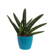 Sansevieria Cylindrica Boncel | Snake Plant | Natural Live Plant | Plastic Pot | Air Purifying |Home Décor Plant | - Kadiyam Nursery