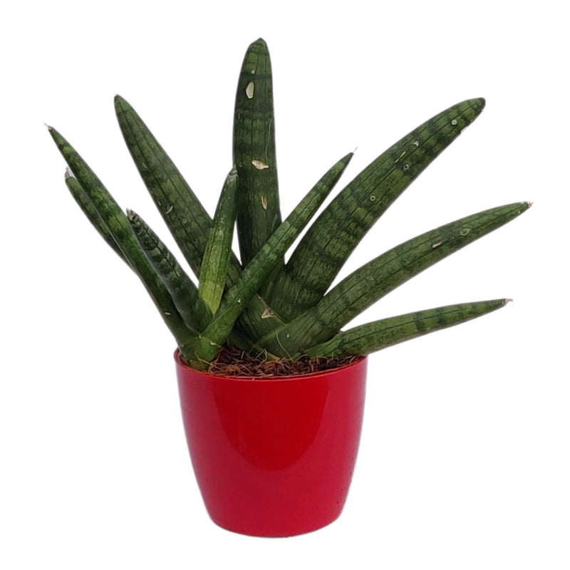 Sansevieria Cylindrica Boncel | Snake Plant | Natural Live Plant | Plastic Pot | Air Purifying |Home Décor Plant | - Kadiyam Nursery