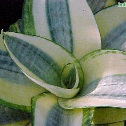 Sansevieria trifasciata golden hahnii,Sanseveria Golden Hahnii - Kadiyam Nursery