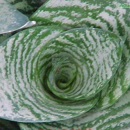 Sansevieria trifasciata hahnii,Mother In Laws Tongue, Hahns Sansevieria, Dwarf Snake Plant - Kadiyam Nursery