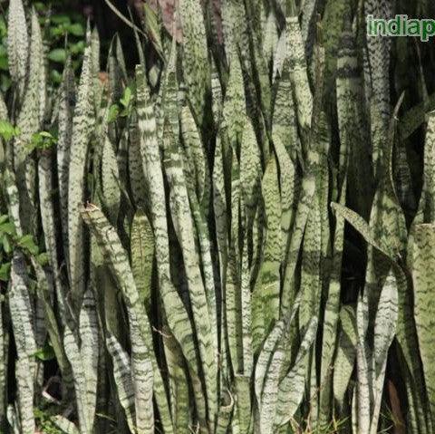 Sansevieria trifasciata,Snake Plant, Mother-in-law's Tongue - Kadiyam Nursery