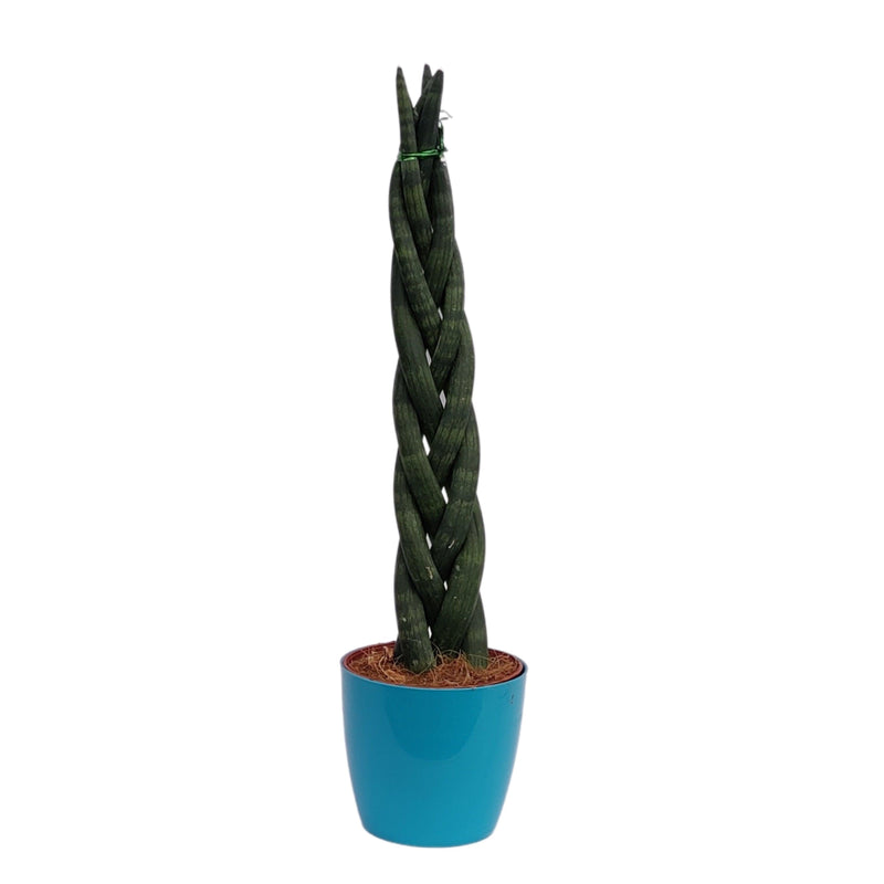 Sansevieria,cylindraca twisted,snake plant - Kadiyam Nursery
