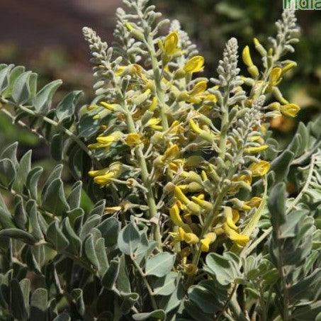 Saphora tomentosa,Saphora, Neeklace Pod, Silver Bush - Kadiyam Nursery