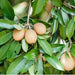 Sapodilla "Pala" Long-Lived Evergreen Tree Rare Exotic Plants Garden Plant(1 Healthy Live Plant) - Kadiyam Nursery