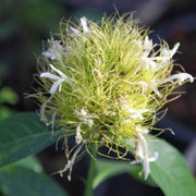 Schaueria flavicoma,Jacobinia Yellow, Jacobina Yellow, Golden Plume, Jacobina Hairy Light Yellow, Paint Brush Jacobina - Kadiyam Nursery
