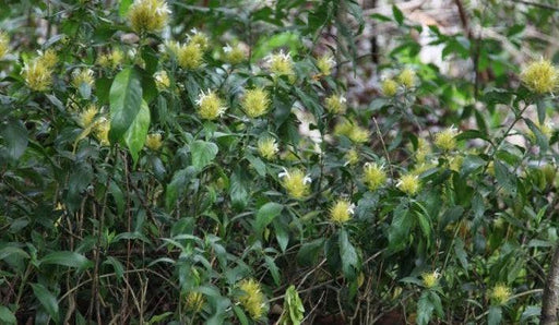 Schaueria flavicoma,Jacobinia Yellow, Jacobina Yellow, Golden Plume, Jacobina Hairy Light Yellow, Paint Brush Jacobina - Kadiyam Nursery