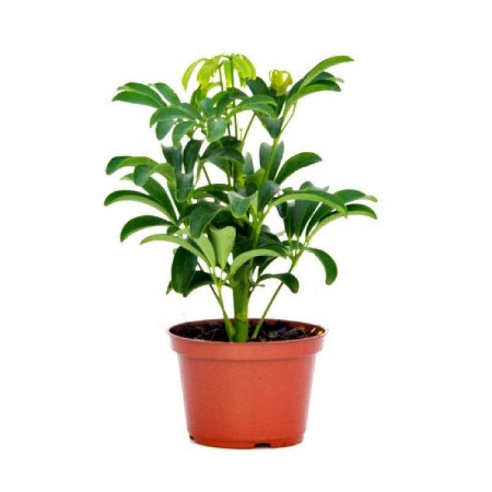 Schefflera Green, 8.5 Cm Pot Stunning Hybrid (Air Purifier Healthy Live Plant) - Kadiyam Nursery