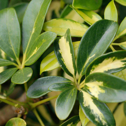 Schefflera Variegated Succelent Indoor House Live Plant with Pot || Natural Air Purifier - Kadiyam Nursery