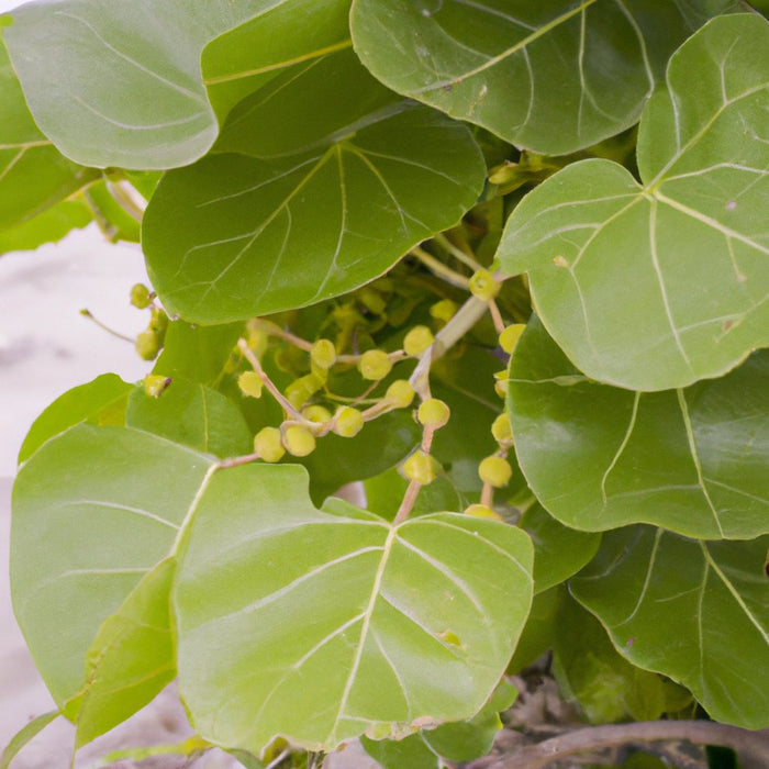 Striking Variegated Coccoloba Uvifera Plant - Add Color to Your Garden Today!