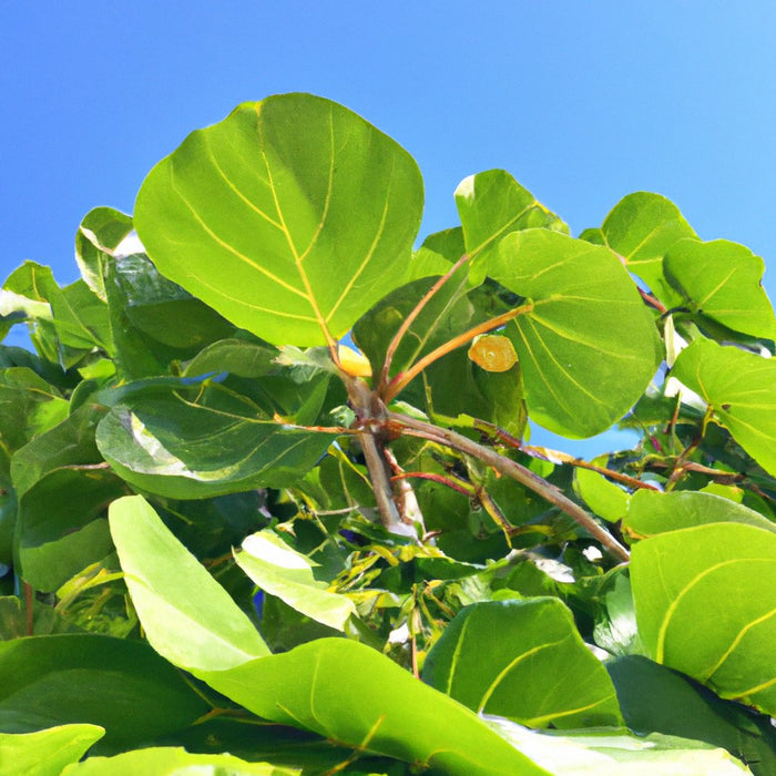 Striking Variegated Coccoloba Uvifera Plant - Add Color to Your Garden Today!