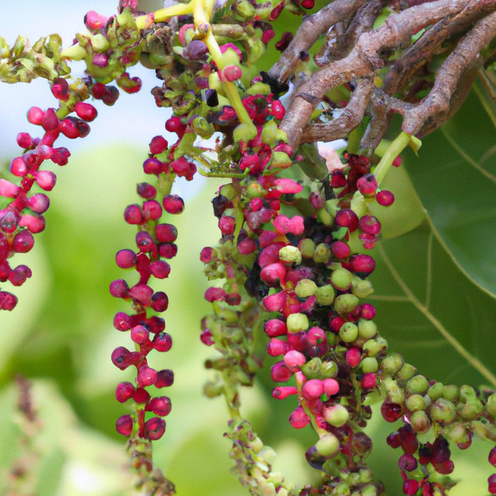 Striking Variegated Coccoloba Uvifera Plant - Add Color to Your Garden Today!