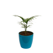 Semi Graphics Chamaedorea Palm Plant with Pot for Home | Indoor Live Bamboo Palm in Fibre Pot - Kadiyam Nursery