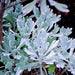 Senecio cineraria,Dusty Miller Mini - Kadiyam Nursery