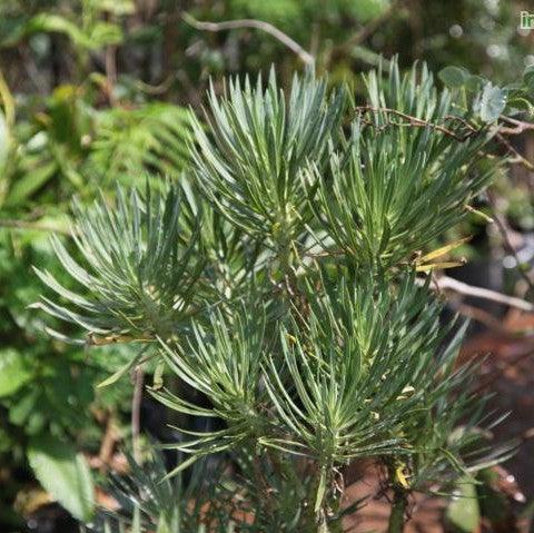 Senecio kleinia, Kleinia nerifolia,California Cactus, Monkey Tree - Kadiyam Nursery