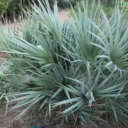 Serenoa repens silver,Serenoa Silver - Kadiyam Nursery